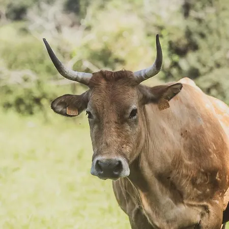 Дом отдыха En Plena Naturaleza, Playa, Senderismo *